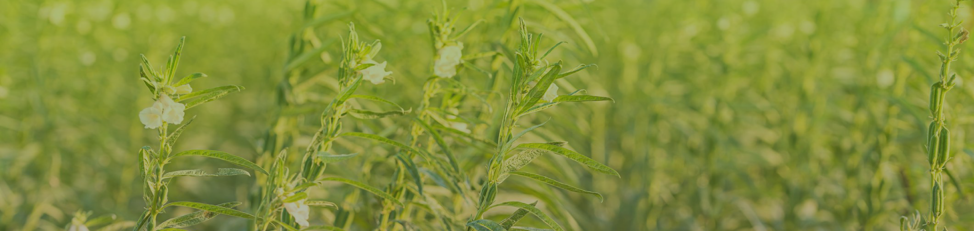 breadcrumbs_green