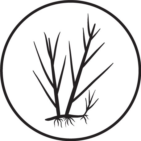 seagrass-blk
